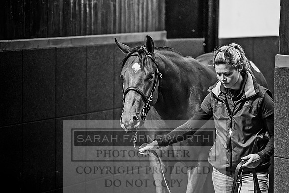 Goffs Orby 2017-698