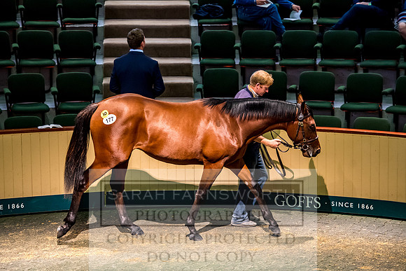 Goffs Orby 2017-330