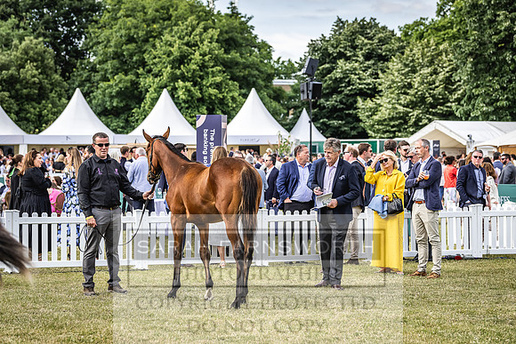 Goffs London Sale 2022-402