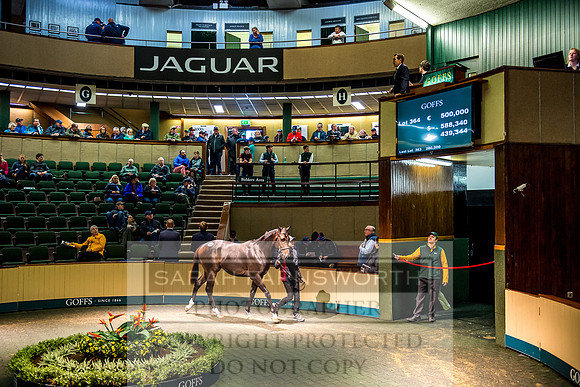 Goffs Orby 2017-695