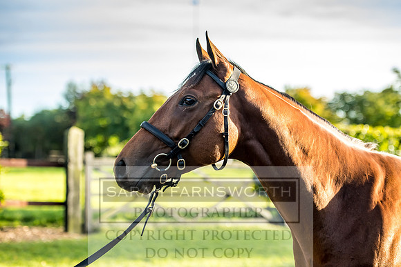 Goffs Orby 2017-425