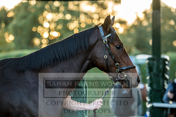 Goffs Orby 2017-458