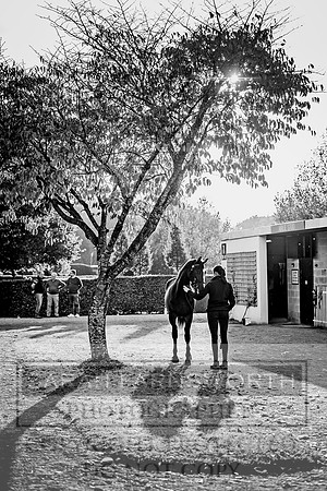 Goffs Orby 2017-442