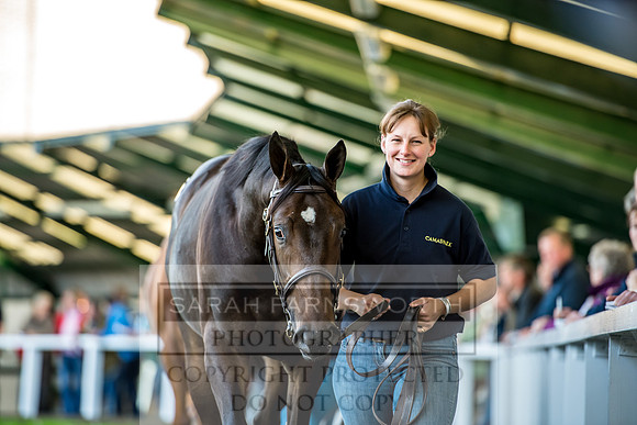 Goffs Orby 2017-402