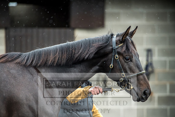Goffs Orby 2017-596