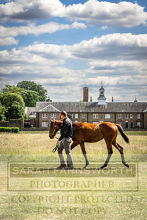Goffs London Sale 2022-84