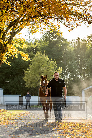 Goffs Orby 2017-319