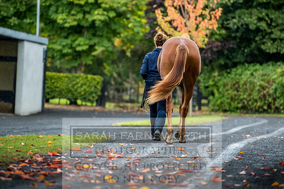 Goffs Orby 2017-534