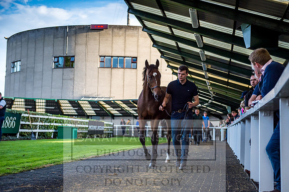 Goffs Orby 2017-393