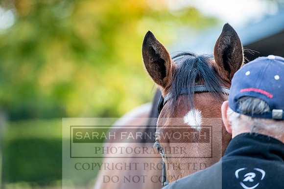 Goffs Orby 2017-103