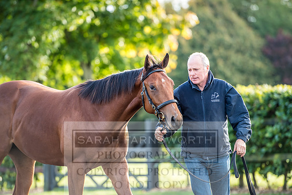 Goffs Orby 2017-108