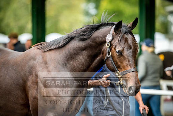 Goffs Orby 2017-668