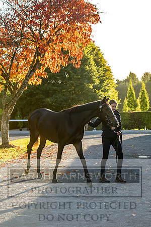Goffs Orby 2017-447