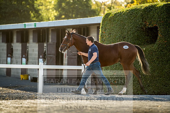 Goffs Orby 2017-389
