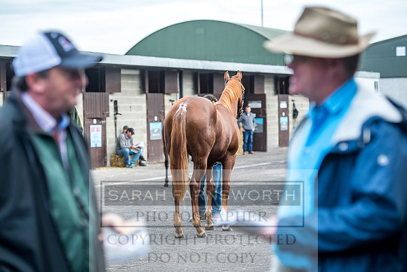 Goffs Orby 2017-74