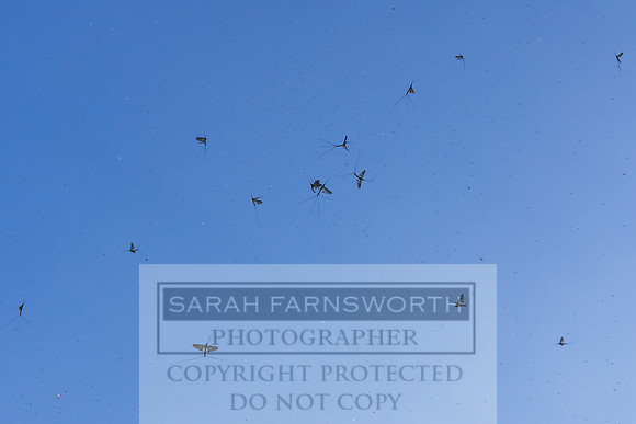 Mayfly Hatch and Brown Trout 2020-22