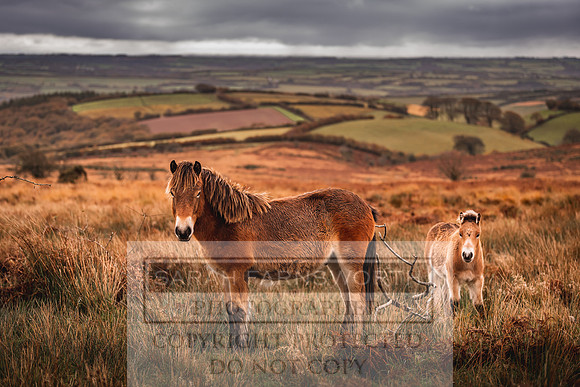 Exmoor Autumn 2020-59