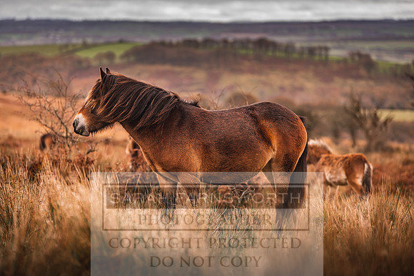 Exmoor Autumn 2020-52