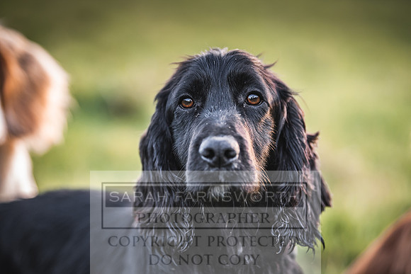 Avonmeadow Stud Dogs-144