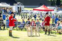 Builth Hound Show 2019-6