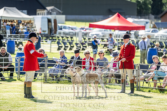Builth Hound Show 2019-6