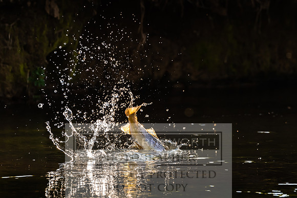 Mayfly Hatch and Brown Trout 2020-49