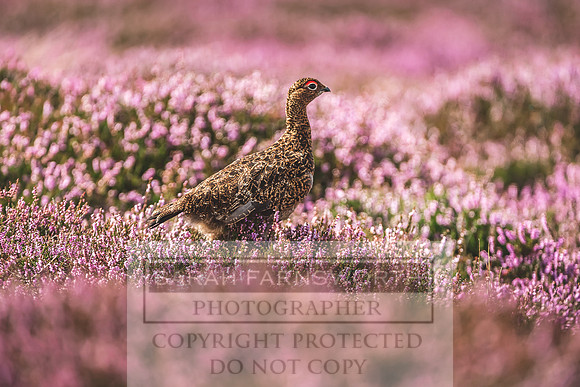 Red Grouse-7