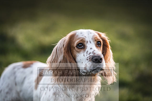 Avonmeadow Stud Dogs-139