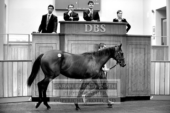 DBS lot 251 bw