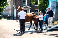 Goffs London Sale 2017-4
