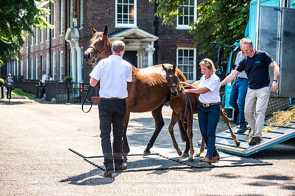 Goffs London Sale 2017-4
