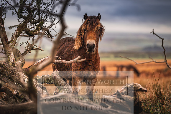 Exmoor Autumn 2020-43