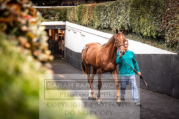 Goffs Orby 2022 Day 1-100