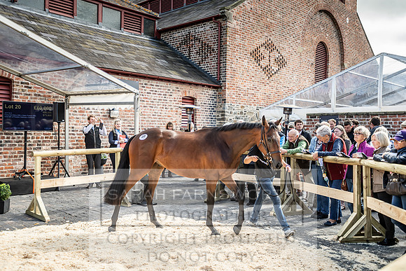 GUK Yorton Sale 2019-362