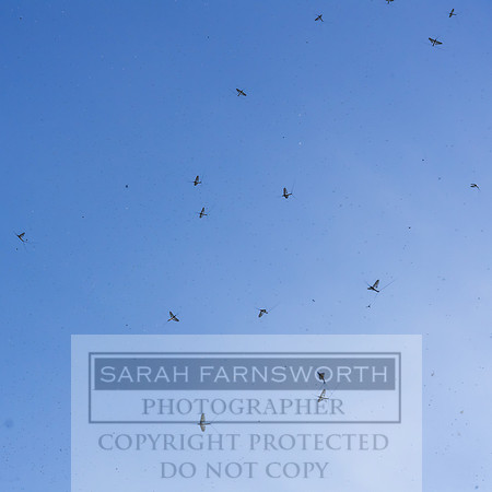 Mayfly Hatch and Brown Trout 2020-24
