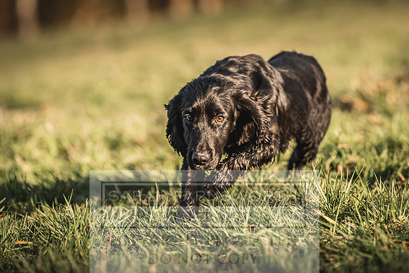 Avonmeadow Stud Dogs-96