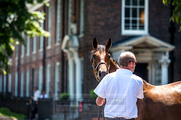 Goffs London Sale 2017-2