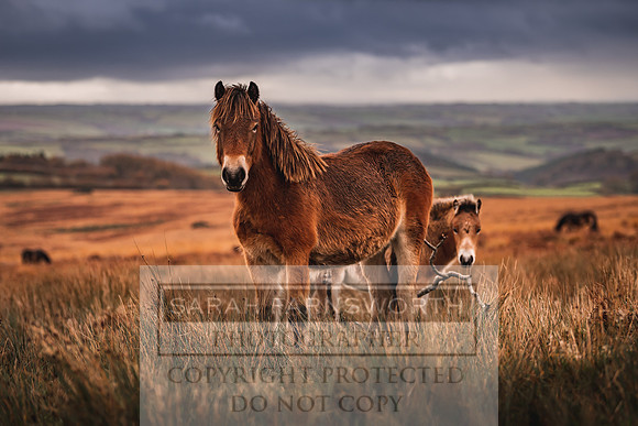 Exmoor Autumn 2020-57
