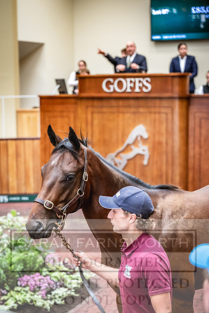 Goffs UK PY24-137