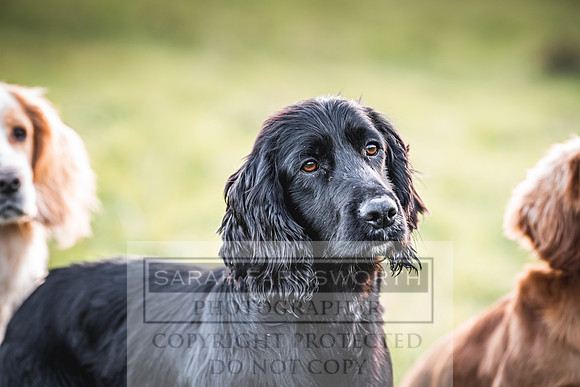 Avonmeadow Stud Dogs-134