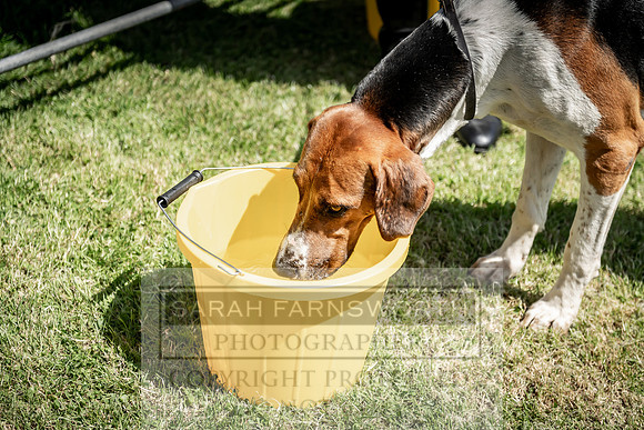 Builth Hound Show 2019-120