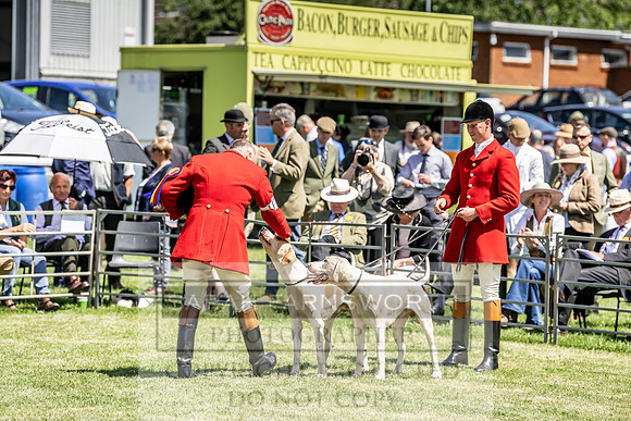 Builth Hound Show 2019-137