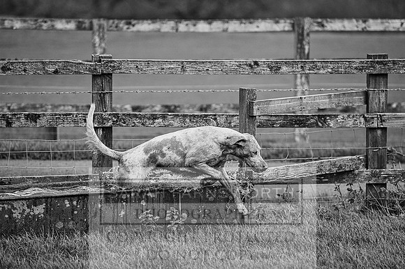 Ludlow 261215-349 bw