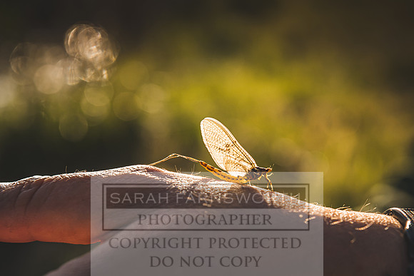 Mayfly Hatch and Brown Trout 2020-57