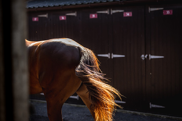 Goffs UK Breeze Up 2022-131