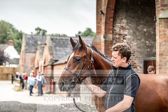 GUK Yorton Sale 2019-242