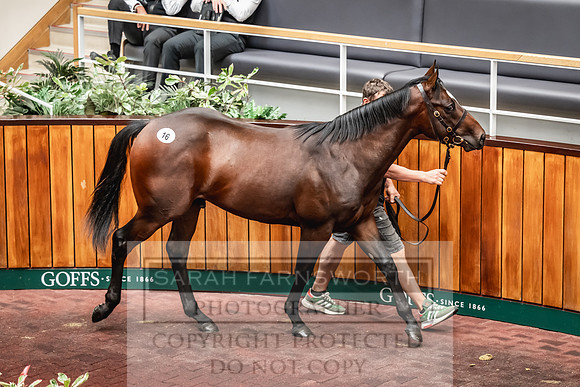 Goffs UK PY24-95