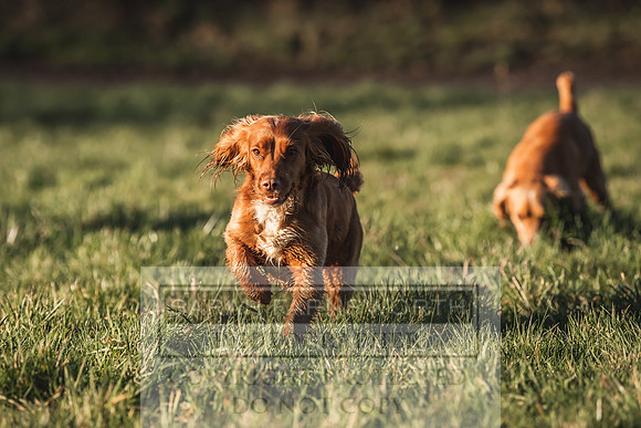 Avonmeadow Stud Dogs-40