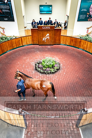 Goffs UK PY24-378