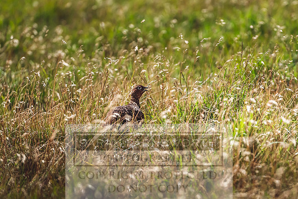 Red Grouse-3